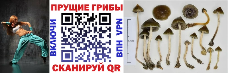 Псилоцибиновые грибы GOLDEN TEACHER  закладка  Орлов 